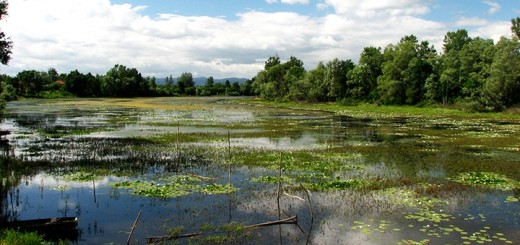 Природный парк Lonjsko polje